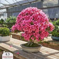 When to transplant encore azaleas? How To Boost Flowering Of Your Azalea Bonsai Mistral Bonsai