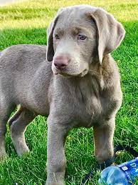 I think (humbly) you have come the right place. Country Silver Labs Home Facebook