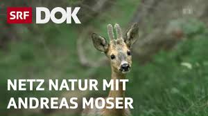 Erklärungen zum wolf | netz natur mit andreas moser | doku | srf dok. Magische Momente Aus 30 Jahren Netz Natur Mit Andreas Moser Doku Srf Dok Youtube