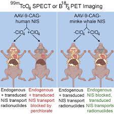 Have a look through our services and get in touch to discuss your pest control needs. Improved Noninvasive In Vivo Tracking Of Aav 9 Gene Therapy Using The Perchlorate Resistant Sodium Iodide Symporter From Minke Whale Molecular Therapy
