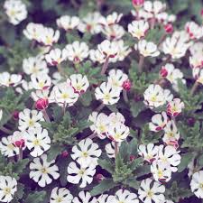 Zaluzianskya Ovata Better Known As Night Scented Phlox Named After Adam Zaluziansky Von Zaluzian A 16th Centur Spring Garden Garden Center Wholesale Nursery