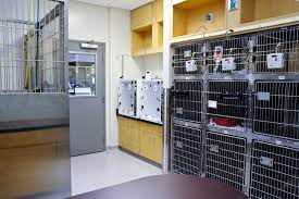 Encuentra los mejores vídeos y material gráfico de archivo de pet hospital para tu proyecto. Los Altos Adobe Animal