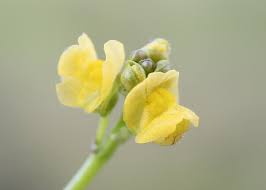 Image result for Utricularia stellaris