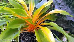 Image result for Chlorophytum fischeri