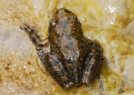 Image result for Cribbia brachyceras