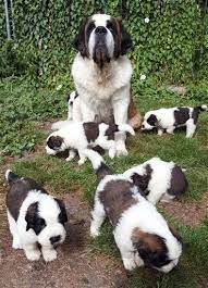 Saint Bernard Puppies With Mother Dog Click Here To Find Out More Http Googydog Com St Bernard Dogs Bernard Dog St Bernard Puppy
