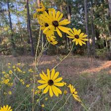 Image result for Helianthus angustifolius