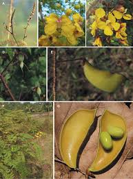 Image result for Caesalpinia cassioides