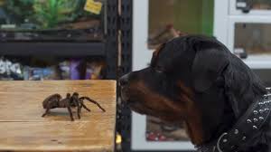 Cats & dogs on fmovies.to. Cats Dogs 3 Paws Unite 2020 Imdb