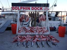 Summer Trips - Dolphin Docks