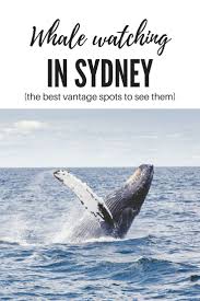 Best Whale Watching In Sydney With Kids The Kid Bucket List Australian Travel Whale Watching Australia Travel