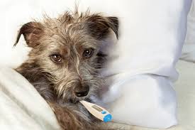 8 Ways To Tell If Your Dog Has A Fever Ollie