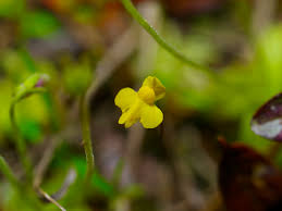 Image result for Utricularia subulata