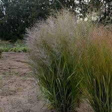 Image result for Panicum adenophorum