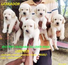 Dog price list in india. Ashish Pet Shop Gurung Basti Pet Shops In Siliguri Justdial