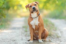 american staffordshire terrier wesen haltung pflege zooplus