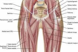 Pulled muscles are common injuries that can usually be effectively treated at home. Groin Pain Physiotherapy Sports Focus Sydney Physiotherapy