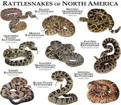 Rattlesnakes Of The North America Poster Print Etsy Poisonous Snakes Freshwater Turtles Rattlesnake