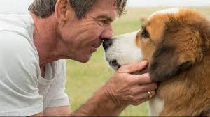 Sessão da Tarde: Quatro Vidas de um Cachorro é o filme desta terça-feira