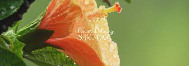 These wedding florist in bandung will help you find the perfect hand bouquet to carry down the aisle. The 6 Best Options For Flower Delivery In Bandung Flower Delivery Reviews