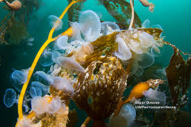 Image result for Melinis subglabra