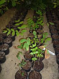 Image result for Afzelia