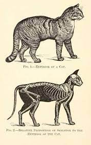 Funny halloween clip art design. Scientific Illustration Skullandbone Cat Skeleton In 2020 Cat Anatomy Cat Skeleton Animal Drawings
