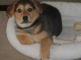 Eva The Diva of Kentucky: Truly Corgi