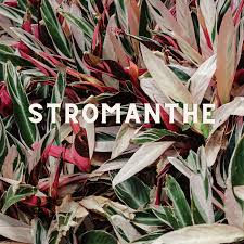 Image result for Maranthes floribunda