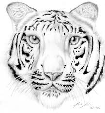 Pin On Tigers