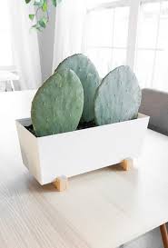 Harvest prickly pear cactus seeds from the ripe fruit of a prickly pear cactus. Prickly Pear Cactus Care How To Grow Prickly Pear Cactus