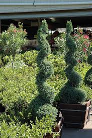 Image result for spiral cut juniper trees