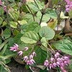 Image result for Clerodendrum umbellatum