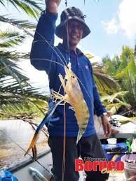 Bagi penggemar tarikan gemalainya, sungai ini menjadi tumpuan pemancing kerana udang di sini yang bersaiz 200 gram ke atas. Memburu Sepit Biru Sepanjang Hari Utusan Borneo Online