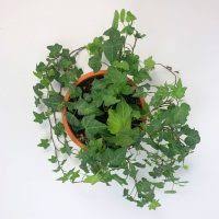 They are very much popular and found in different places in canada, and the united states. English Ivy Mashtal Garden Centers
