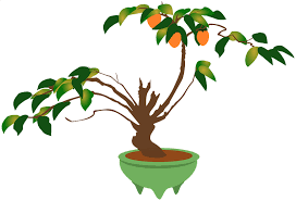 See orange tree blossom stock video clips. Bonsai Tree With Orange Blossoms In A Green Pot Clipart Free Download Transparent Png Creazilla