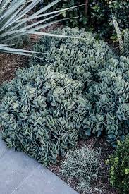 Harrison S Landscaping Landscape Design Architecture Services Sydney Agave Blue Glow Raphi Outdoor Gardens Landscaping Landscape Design Coastal Gardens