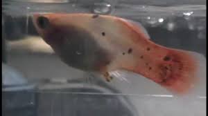 How Do Fish Have Babies? How Can You Tell If Your Fish Are Pregnant? - Quora