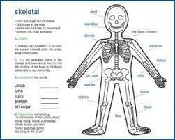 Other sesamoid bones can form in the joints of the hands and feet, but are not present in all people. Pin On Places To Visit