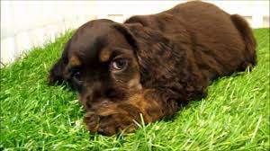 See more ideas about spaniel, cocker spaniel, dogs and puppies. Molly The Chocolate Cocker Spaniel Wmv Youtube