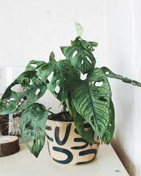 Monstera Monkey Mask Plant In A Planter By Clod Plants Making Plant Pots House Plants Decor