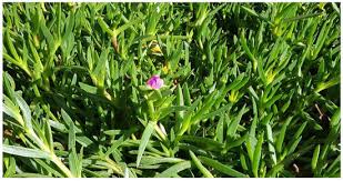 Image result for Carpobrotus