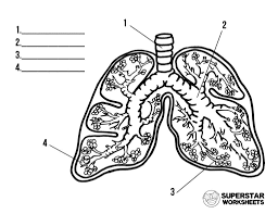 Human heart coloring book by stephanie elkowitz a free excerpt from the human body coloring book, assistant and reading guide! Human Lungs Worksheets Superstar Worksheets