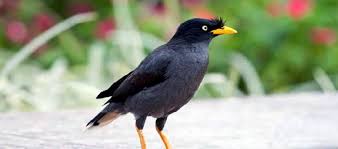 Burung ini adalah binatang endemik karena hanya dapat ditemukan di bali. Cara Merawat Dan Harga Burung Jalak Nias Anakan Dewasa Gacor Daftar Harga Tarif