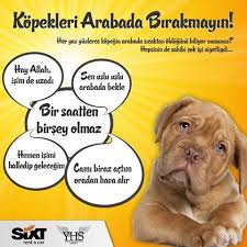 Sicak Havalarda Arabanin Icerisinin Isisinin Disaridan Daha Yuksek Oldugunu Onlarin Bu Isiya Dayanamayacagini Ve Bizden Farkli Olarak Yazin Da Araba Yaz Danca