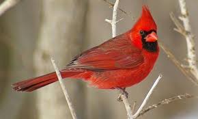 Birds play a major role in our lives, whether we realize it or not. What Is North Carolina S State Bird Trivia Answers Quizzclub
