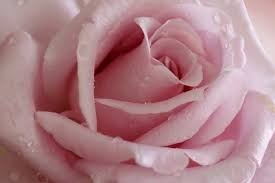Like the warm sunflower, gifting a yellow rose to a friend conveys warmth and affection and can be a great way to show your delight. Rose Color Meaning And Hidden Messages Sensational Color