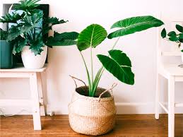 Le piante grasse hanno una grande capacità di adattamento, hanno bisogno di luce, della. Vasi Per Piante Da Interno 5 Idee Per La Tua Casa Heroplants