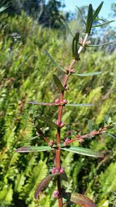 Image result for Ammannia baccifera