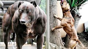 The Most Muscular Dog Breeds Dog Breeds Happy Animals Dogs